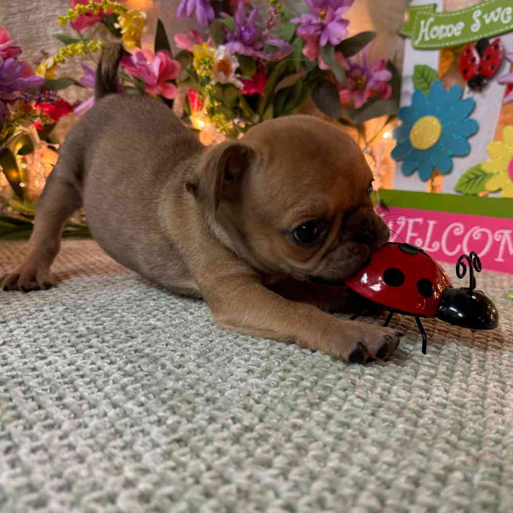 carousel pet images