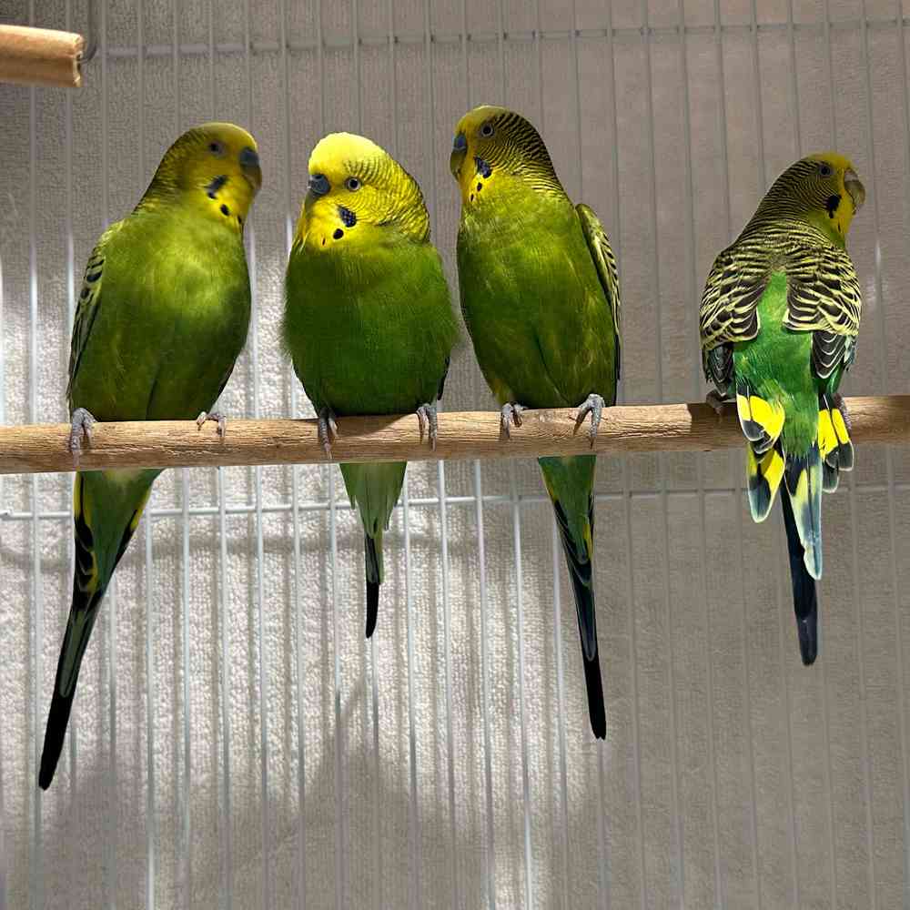carousel pet images