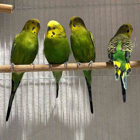 Parakeet