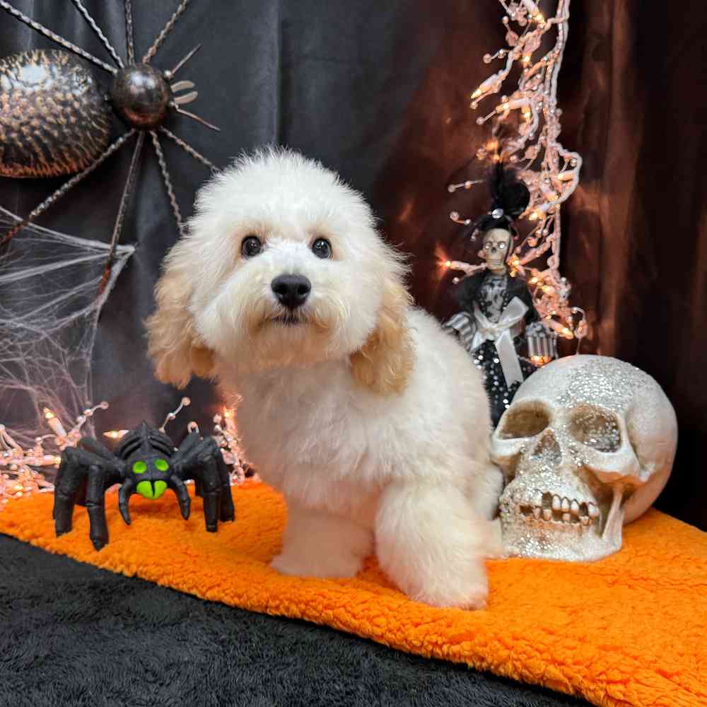 carousel pet images