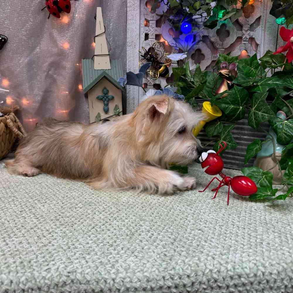 carousel pet images