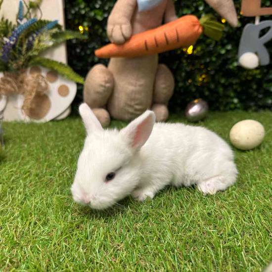 Flemish Giant Mix