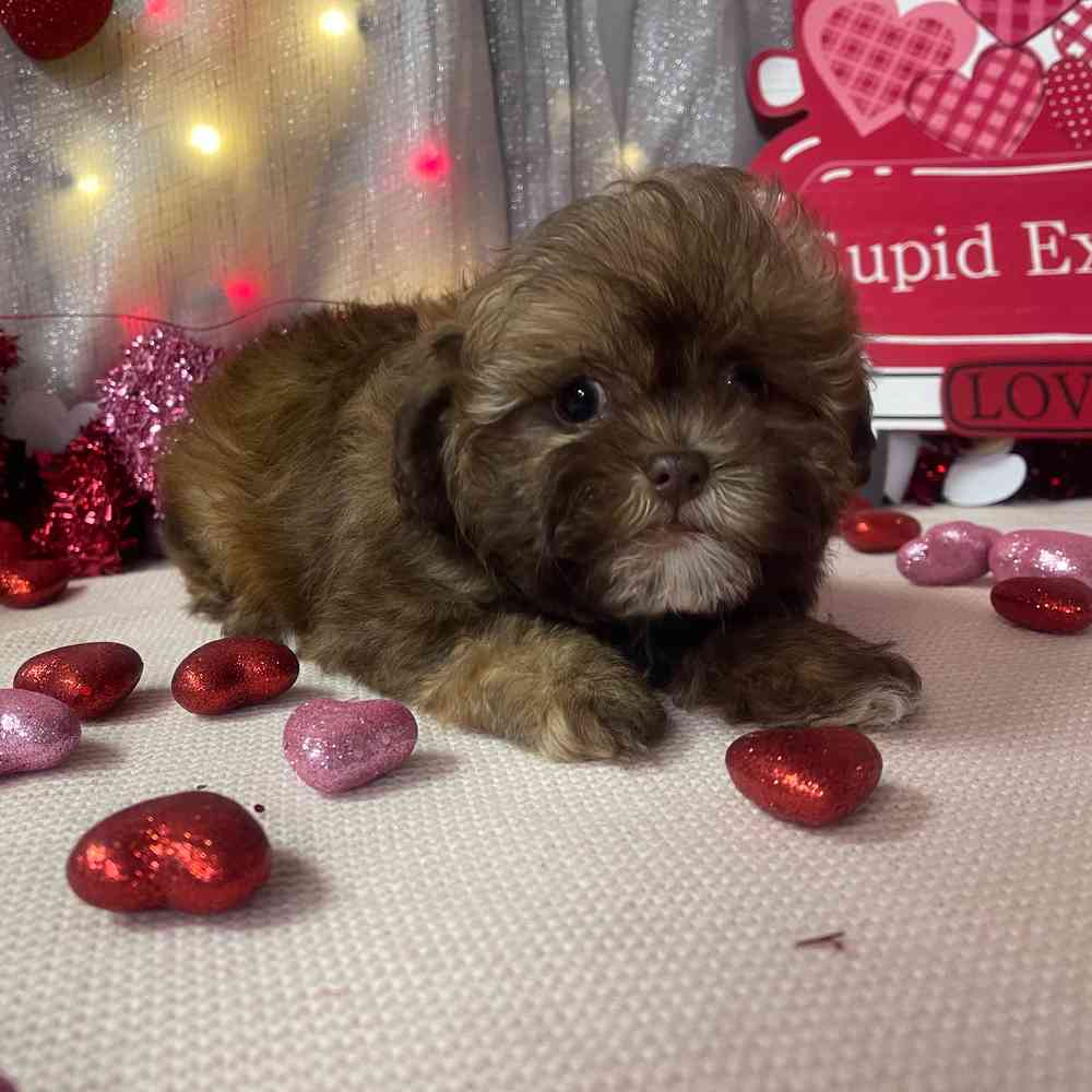 carousel pet images