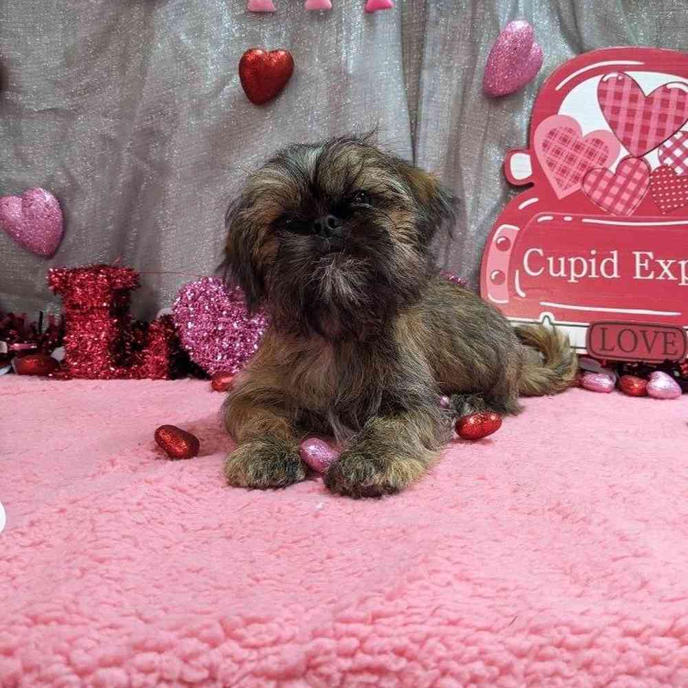 carousel pet images