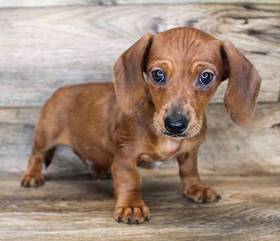 Dachshund