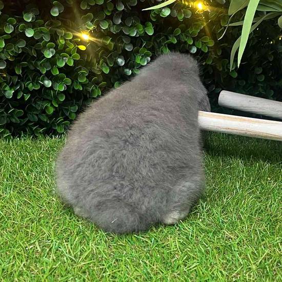 Holland Lop