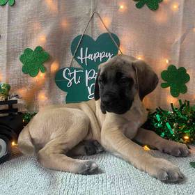 English Mastiff