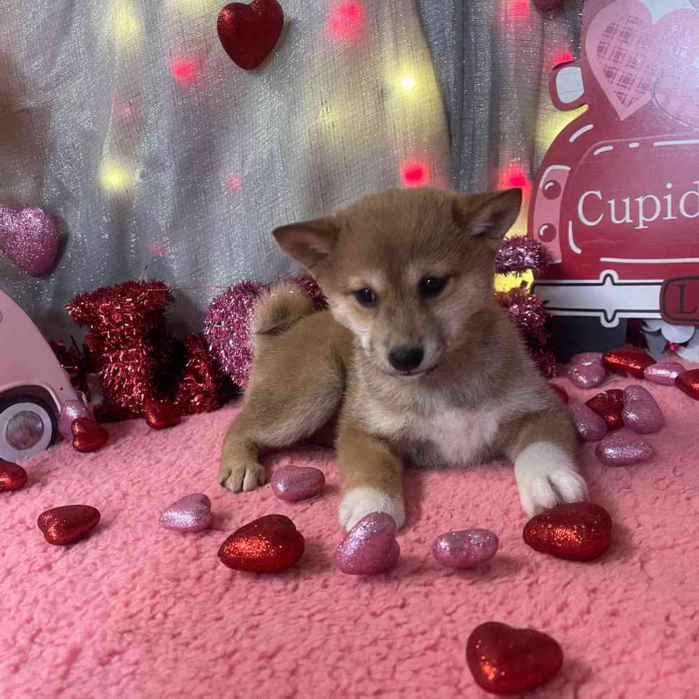 carousel pet images