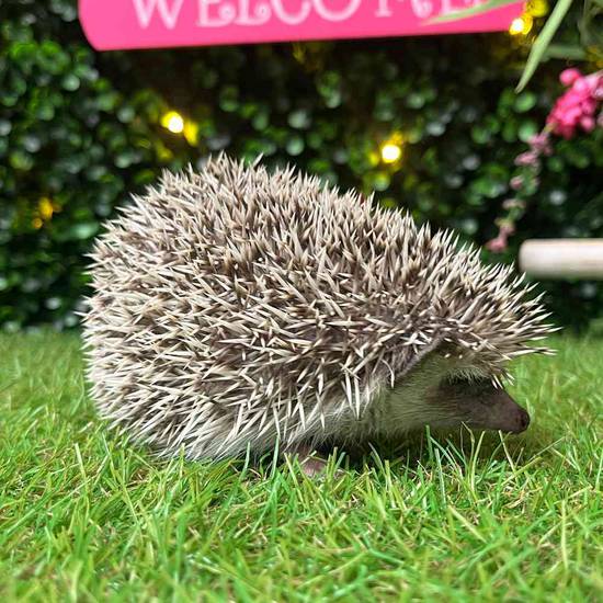 Hedgehog