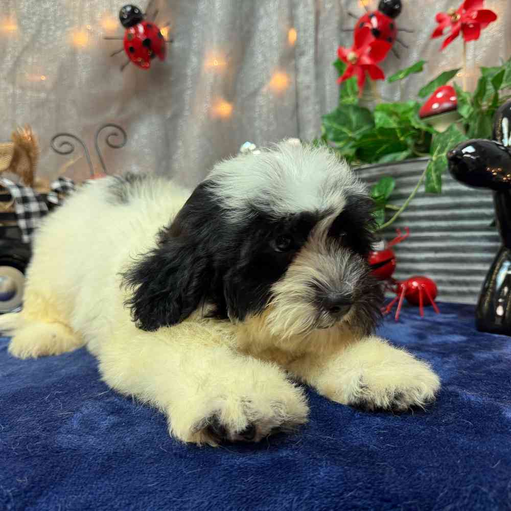pet breed image