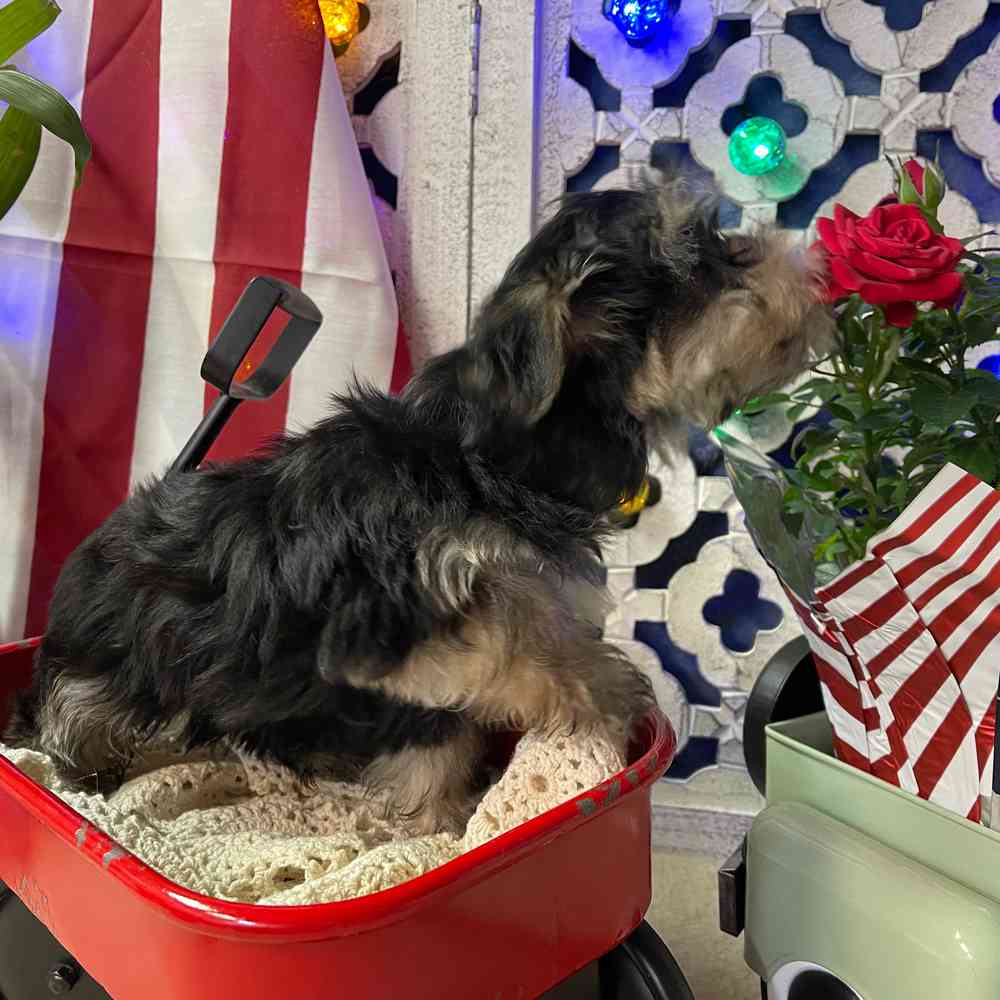 carousel pet images