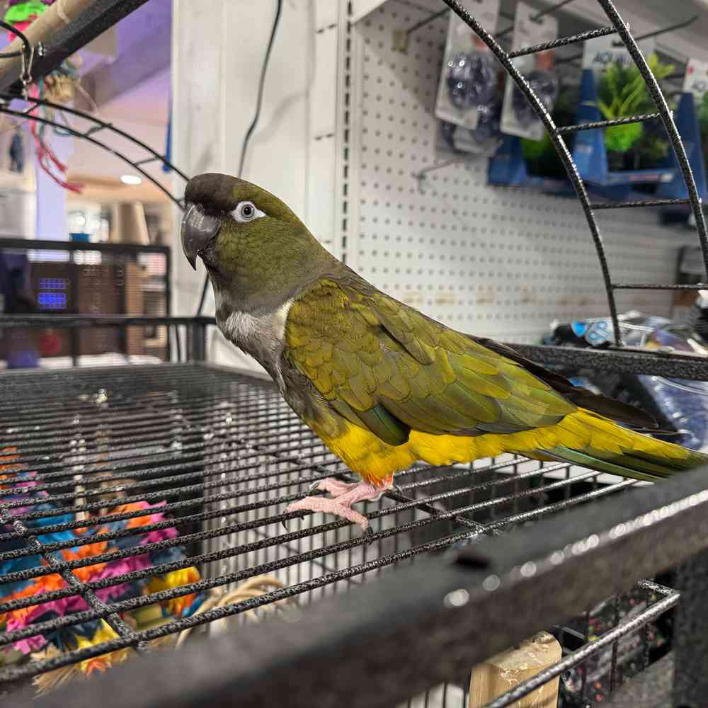 carousel pet images