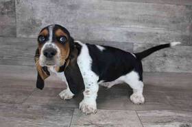 Basset Hound