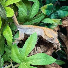 Crested Gecko