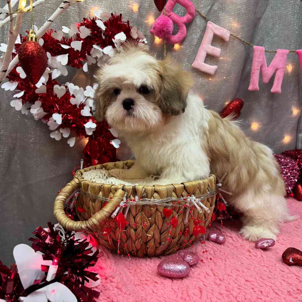 carousel pet images