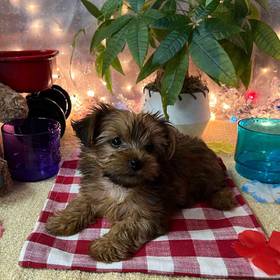 Morkie