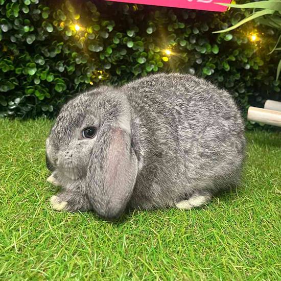 Holland Lop