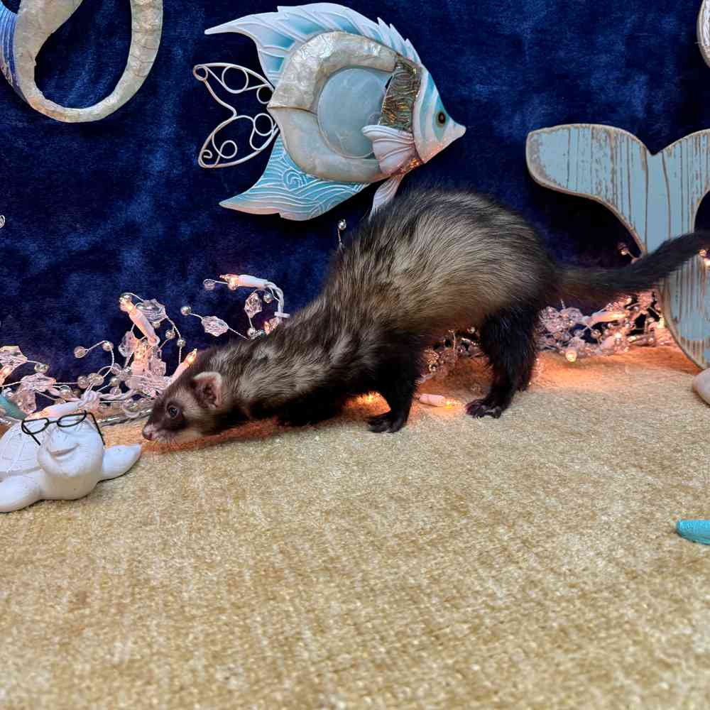 carousel pet images