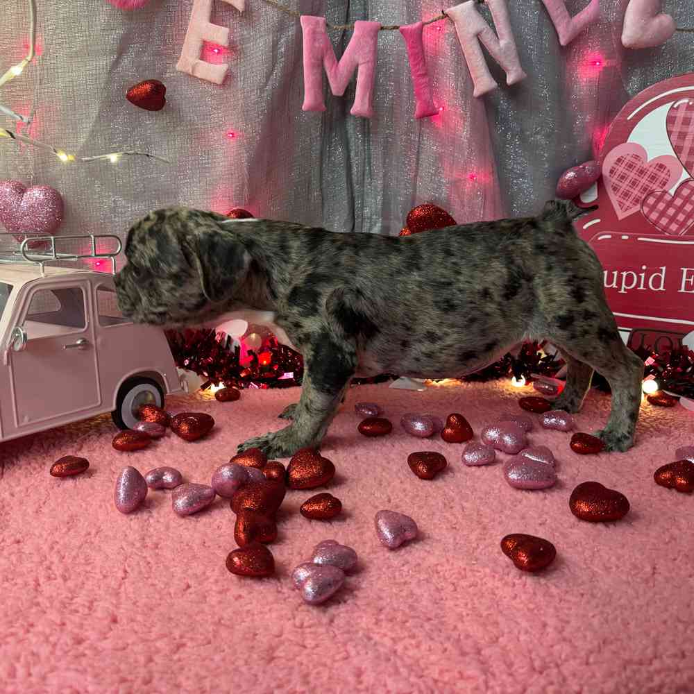 carousel pet images