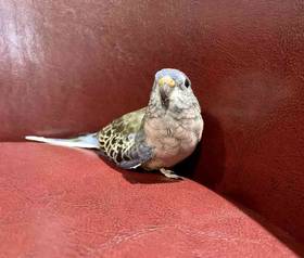 Bronze Bourke Parakeet