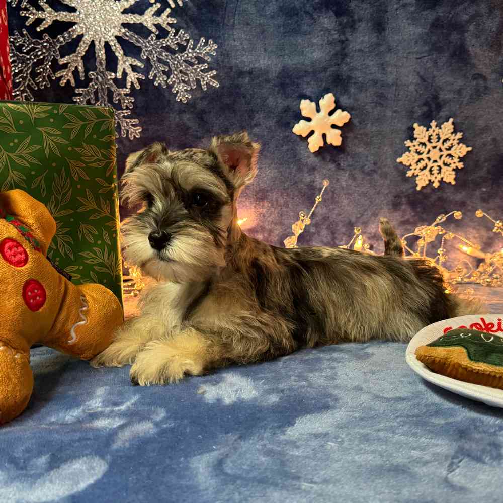 carousel pet images