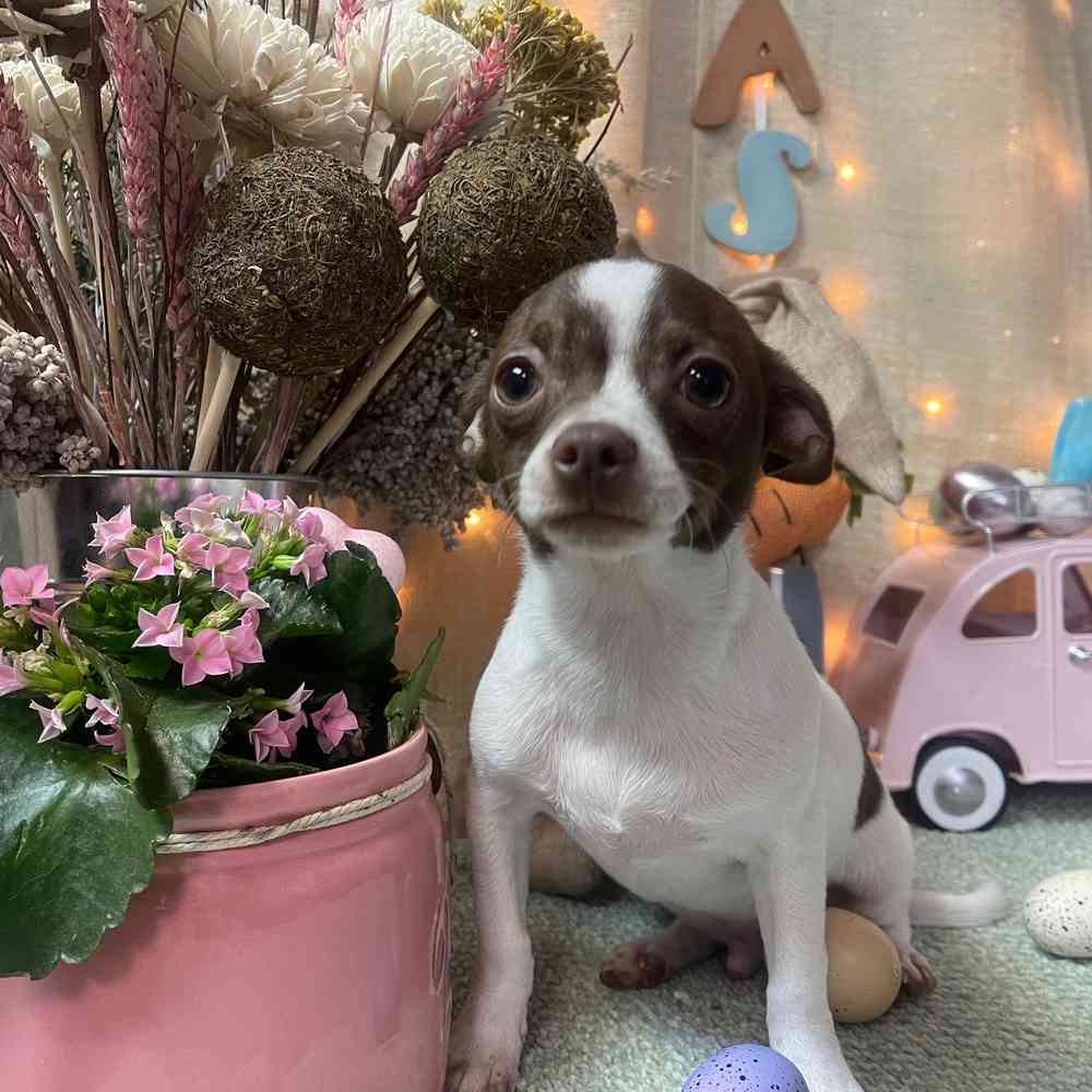 carousel pet images