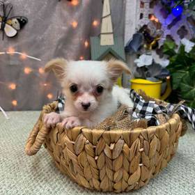 Chihuahua