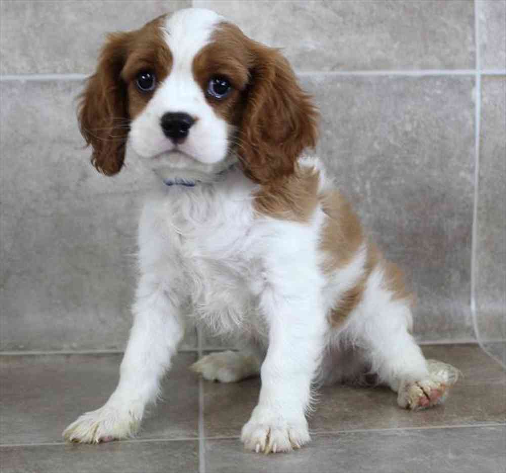 Image of a pet breed in the gallery