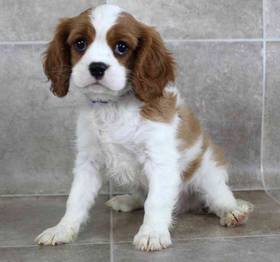 Cavalier King Charles Spaniel