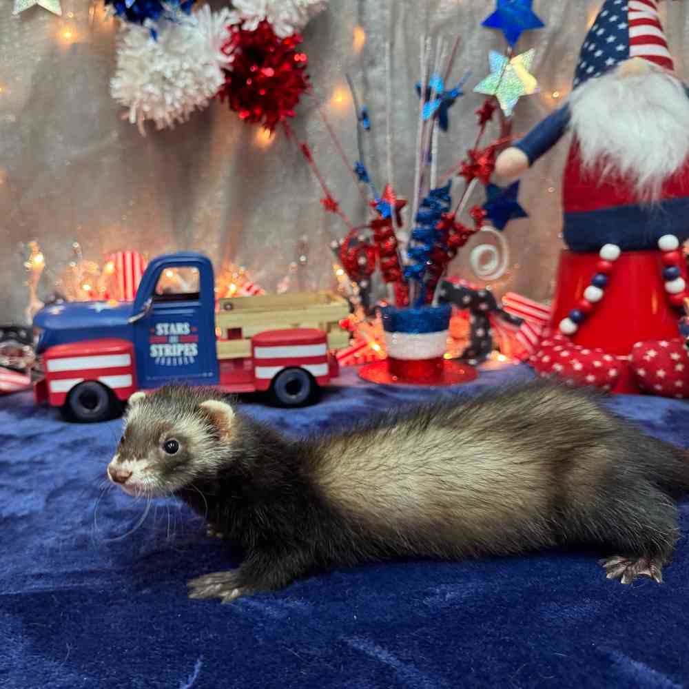 Image of a pet breed in the gallery