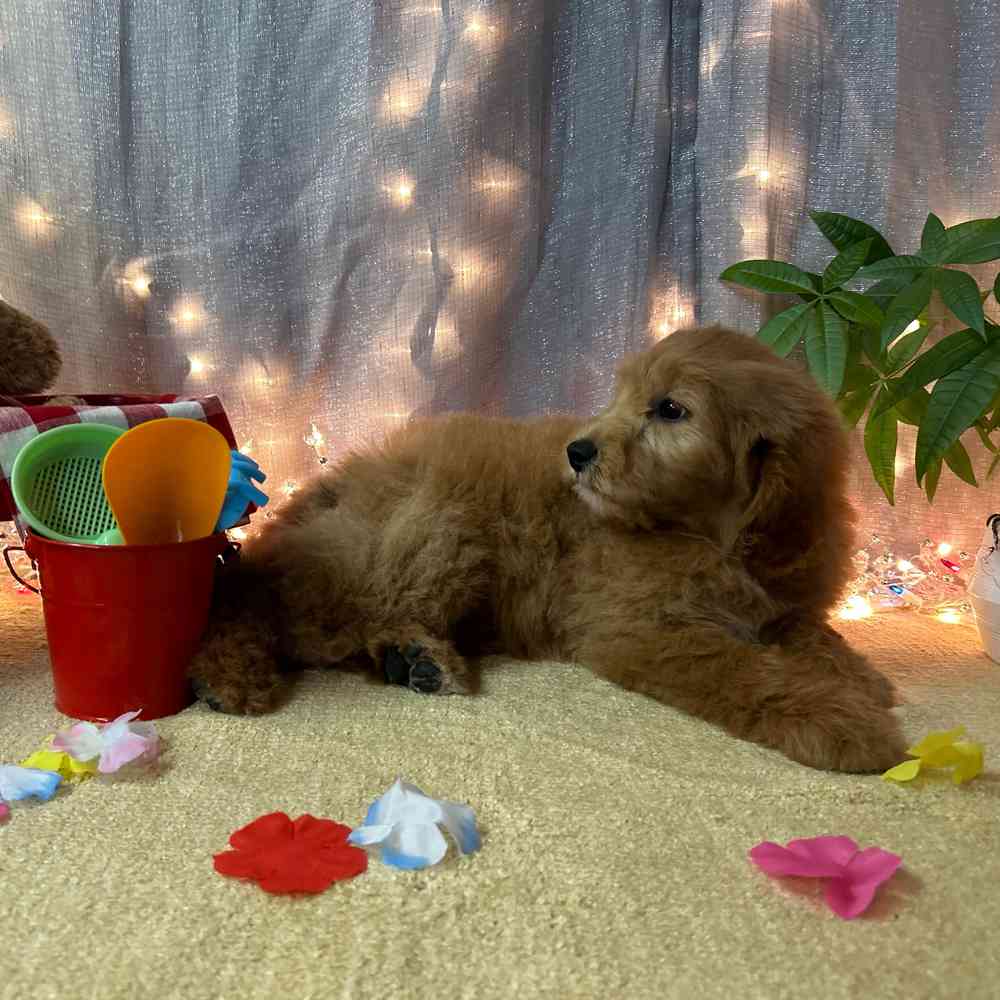 carousel pet images