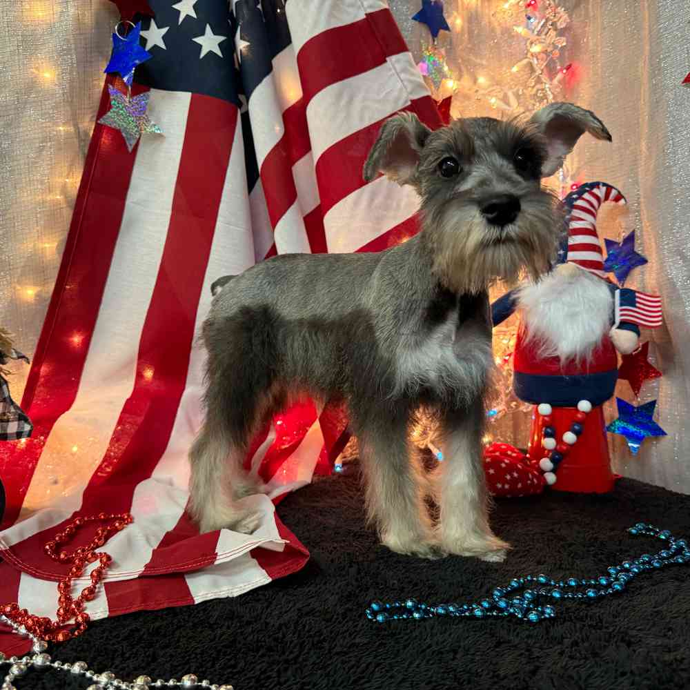 carousel pet images