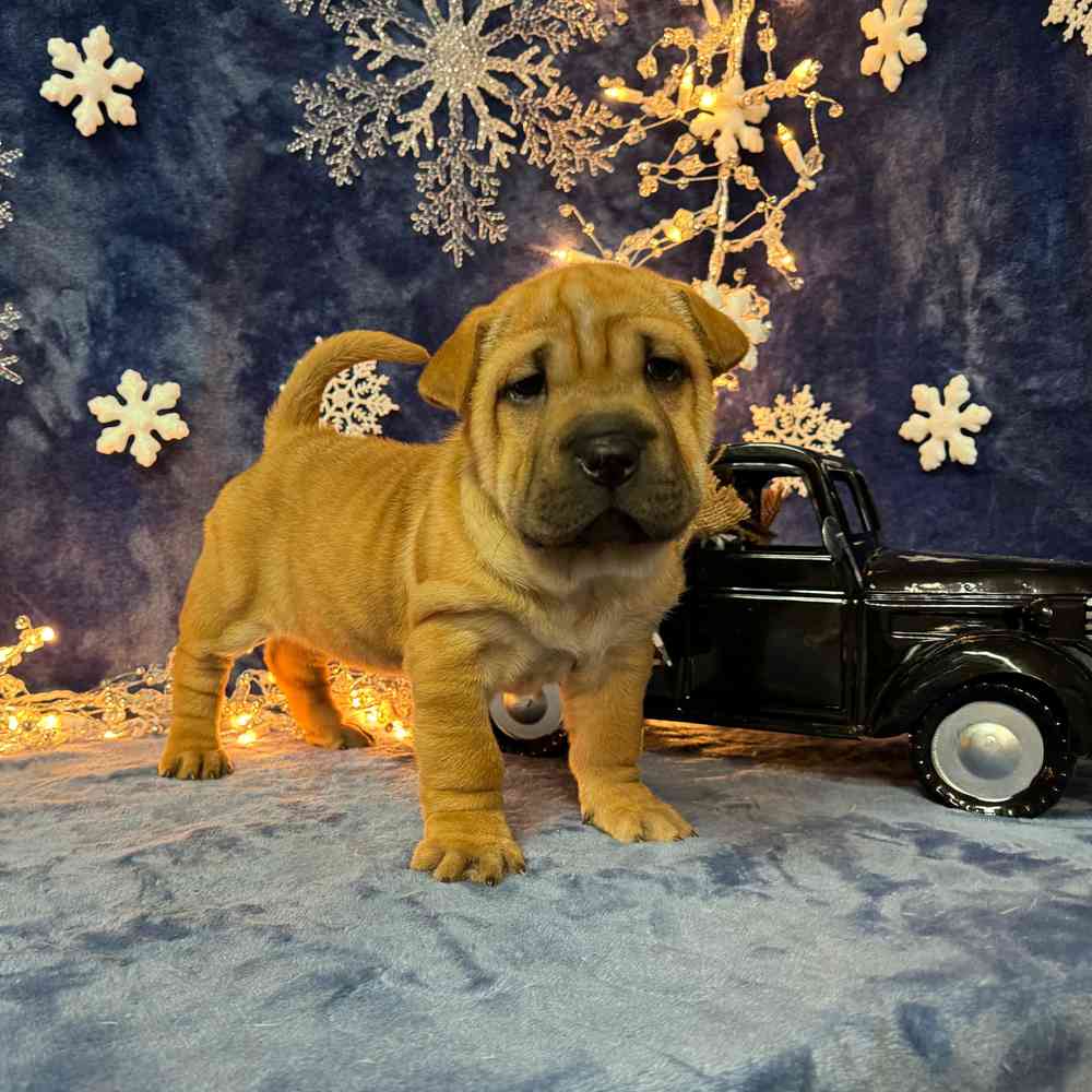 carousel pet images