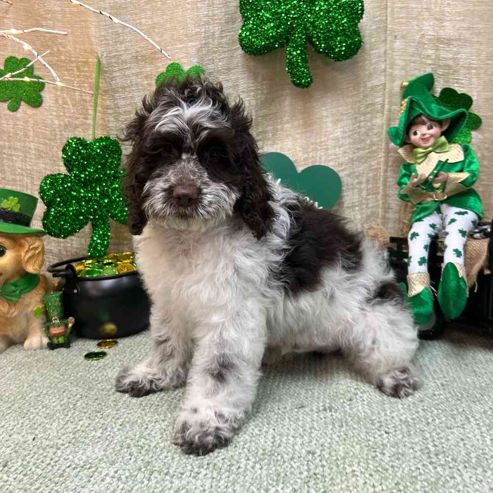carousel pet images