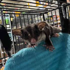 Sugar Glider