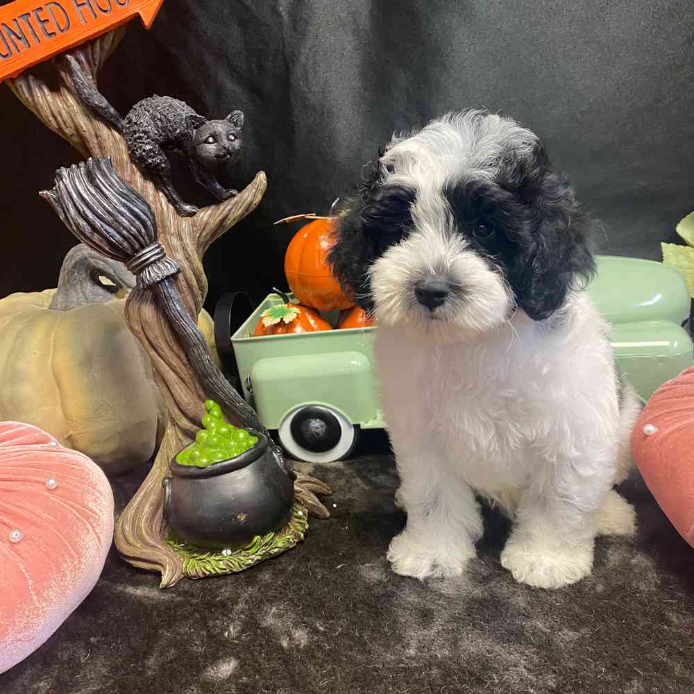 carousel pet images