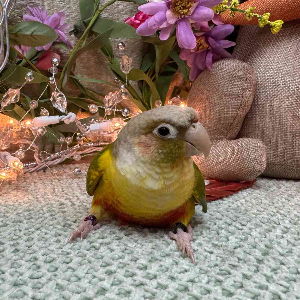 carousel pet images