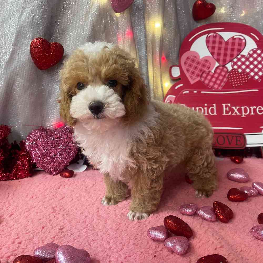 carousel pet images