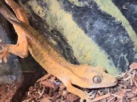 Crested Gecko