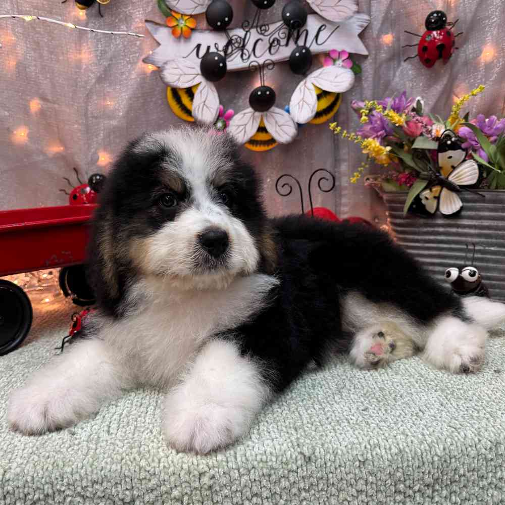 carousel pet images