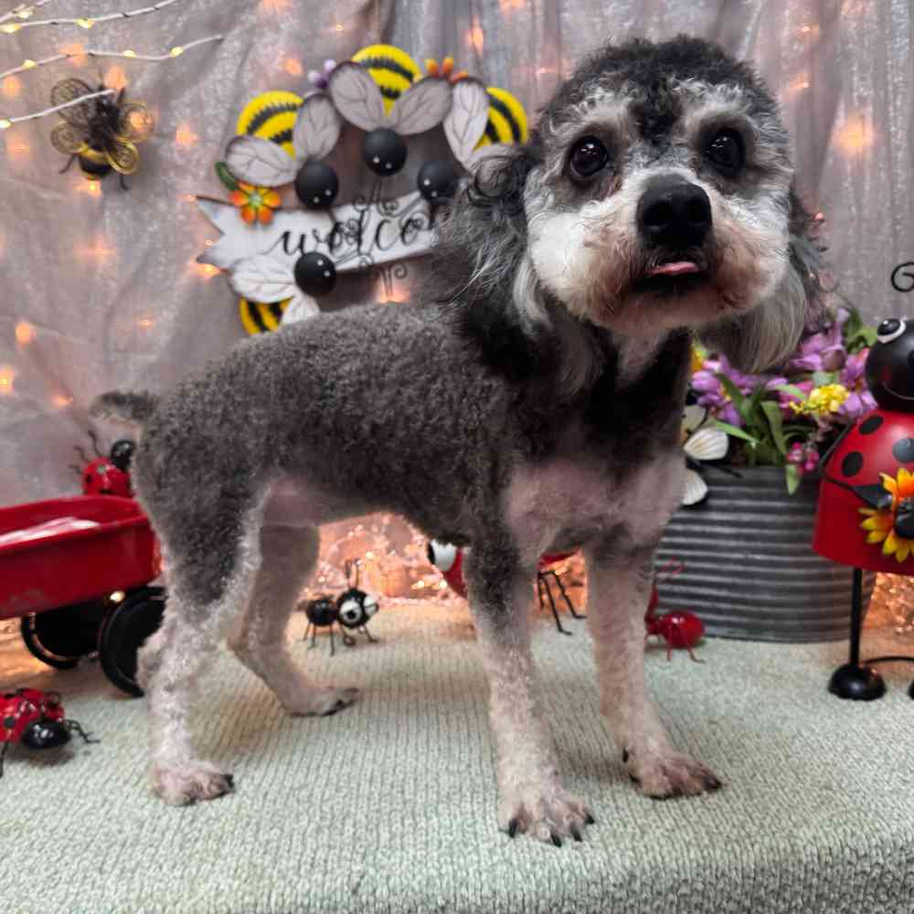 carousel pet images