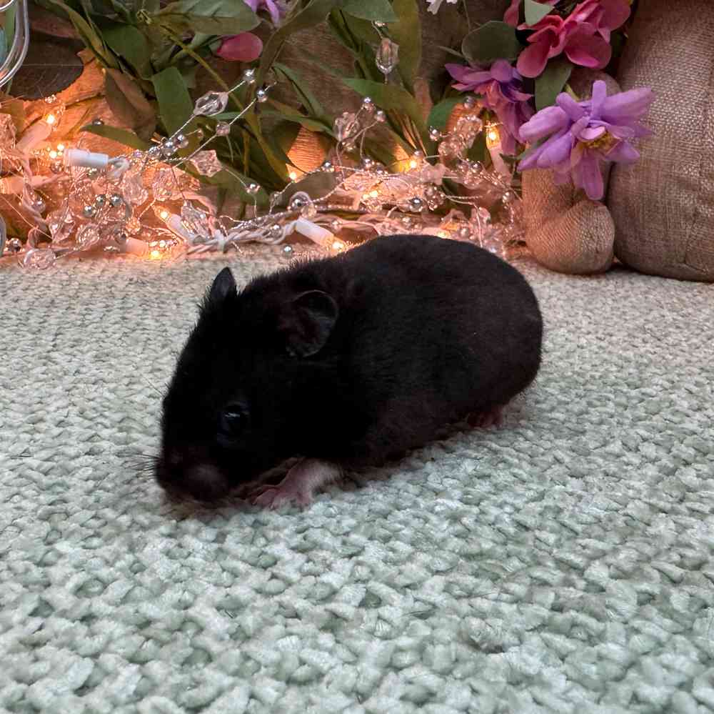 Image of a pet breed in the gallery