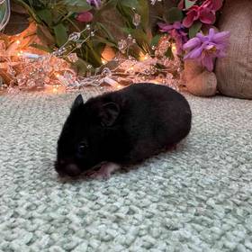 Black Bear Hamster