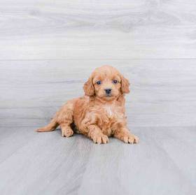 Cockapoo