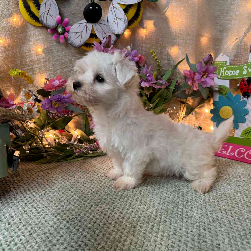 carousel pet images