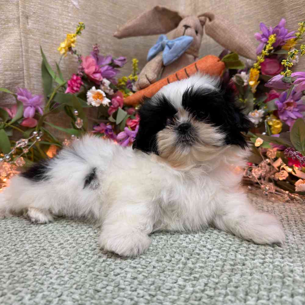 carousel pet images