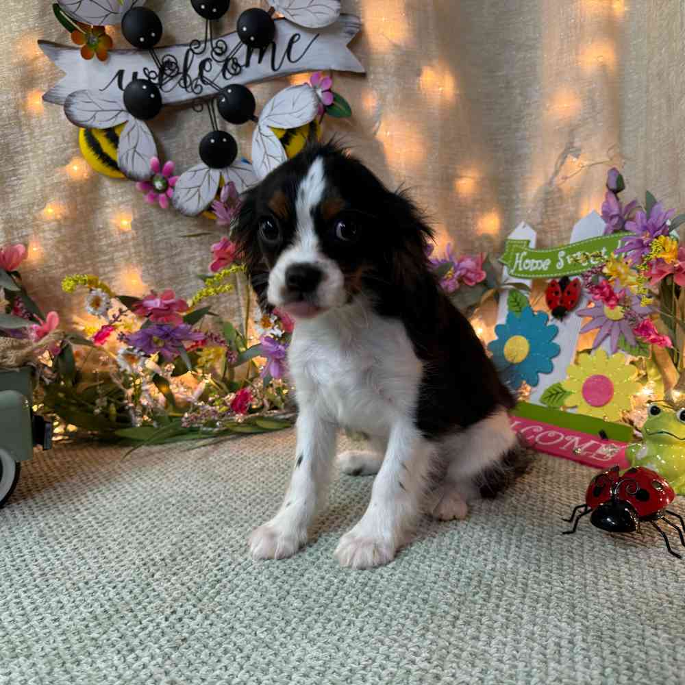 carousel pet images