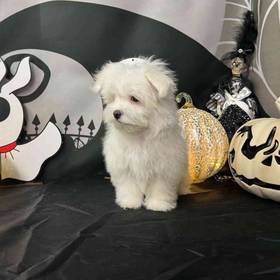 Maltese