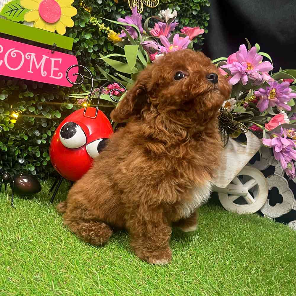 carousel pet images