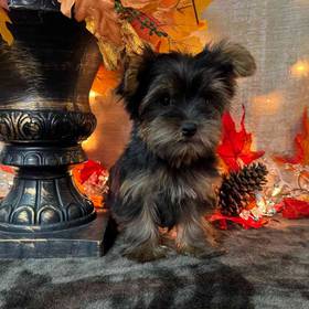 Yorkshire Terrier